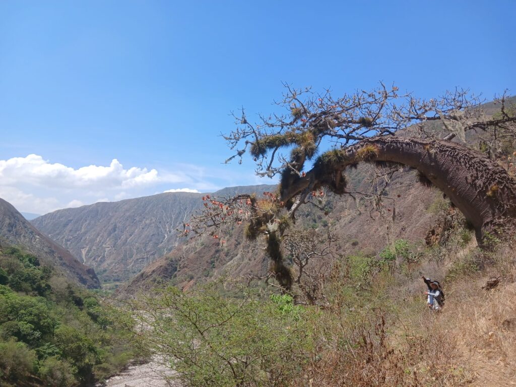 Imagen de la ceiba barrigona en su hábitat, el cañón del Chicamocha.