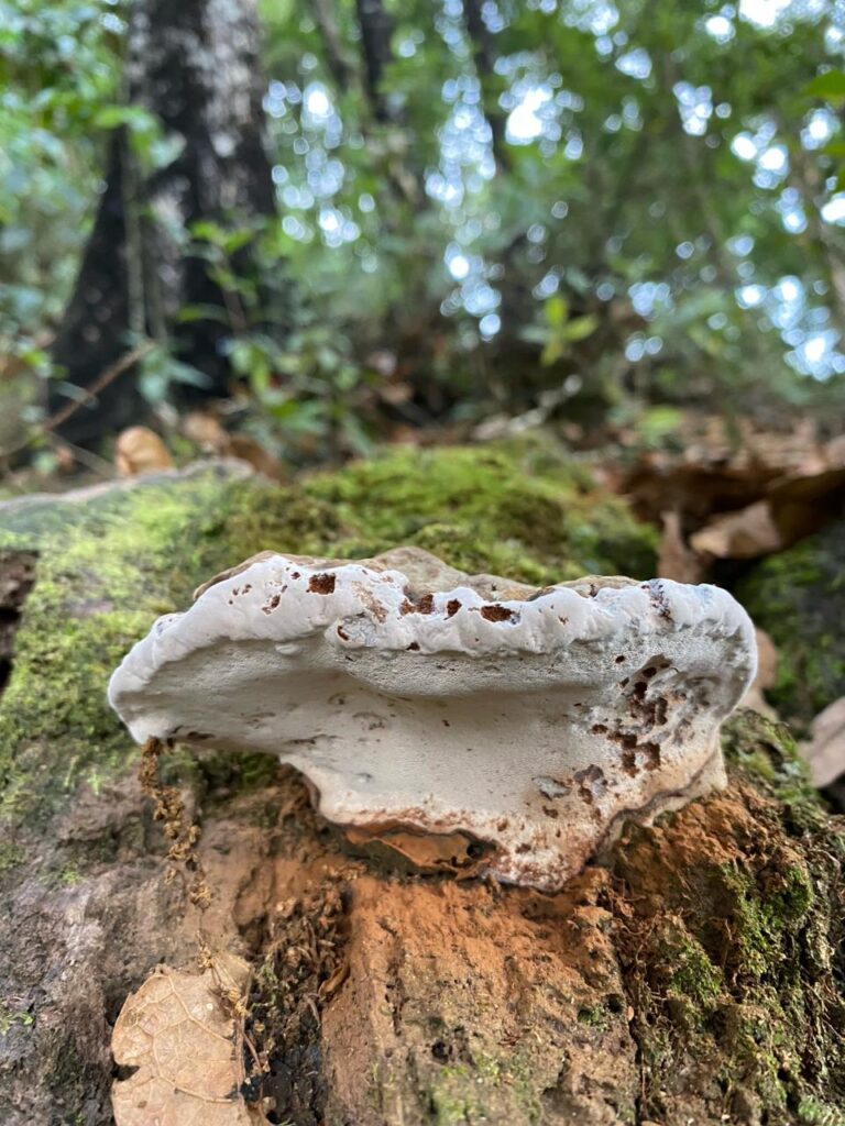 Sede UIS Málaga lidera investigación sobre los insectos y hongos patógenos que están afectando los robledales y bosques en García Rovira