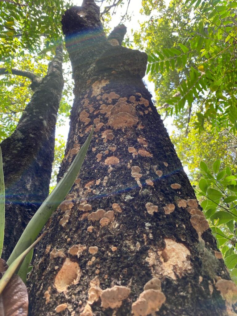 Sede UIS Málaga lidera investigación sobre los insectos y hongos patógenos que están afectando los robledales y bosques en García Rovira