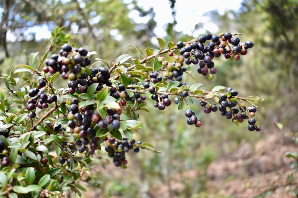 Taller “Rasgos novedosos y biodiversidad: abriendo camino hacia una agricultura sustentable”