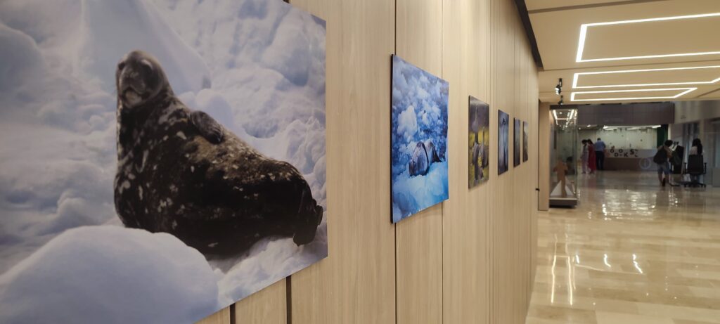 Muestra fotográfica de la exposición 'Al sur del Sur'