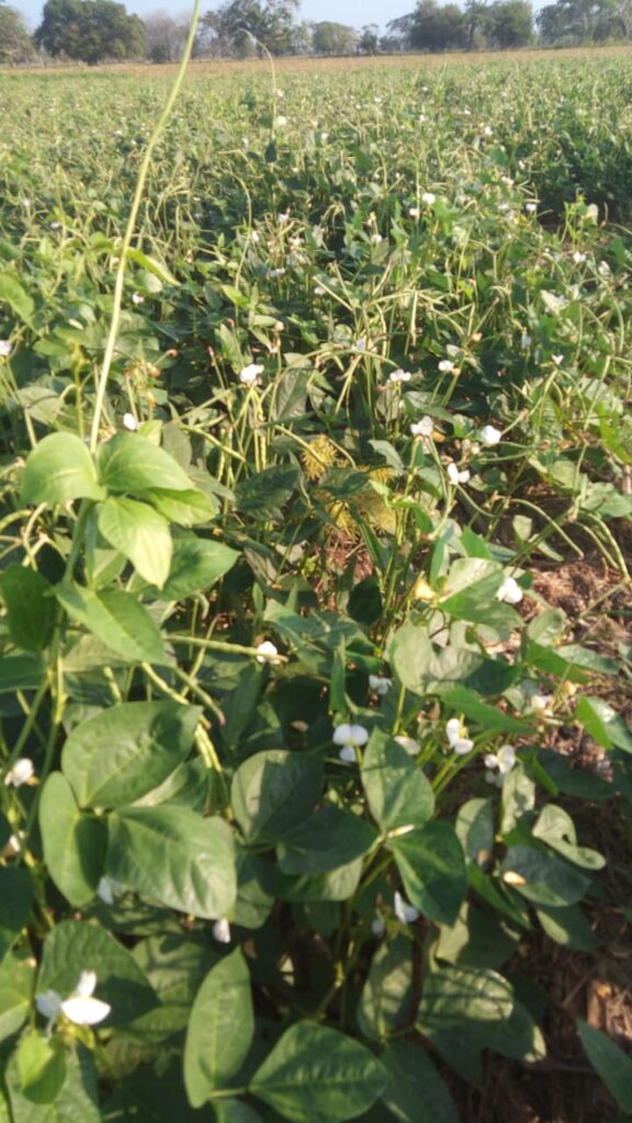 Fotografía de Cultivo de fríjol caupí en zonas cálidas del Cesar y La Guajira.