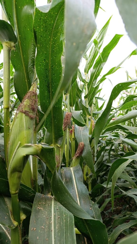 Cultivo de maíz, detalle de la planta y la mazorca 