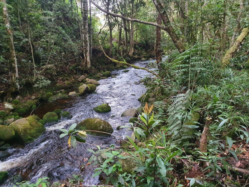 Fotografía del territorio donde fue encontrada la rana arlequín del “Monito”.  Tomada por Elson Meneses-Pelayo