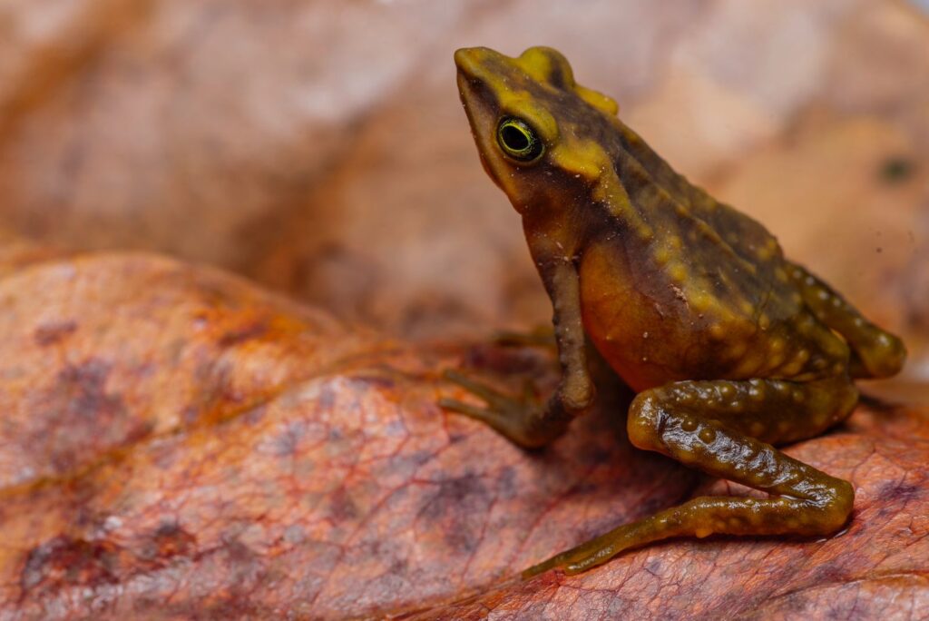 Fotografía de la Hembra adulta de Atelopus monohernandezii