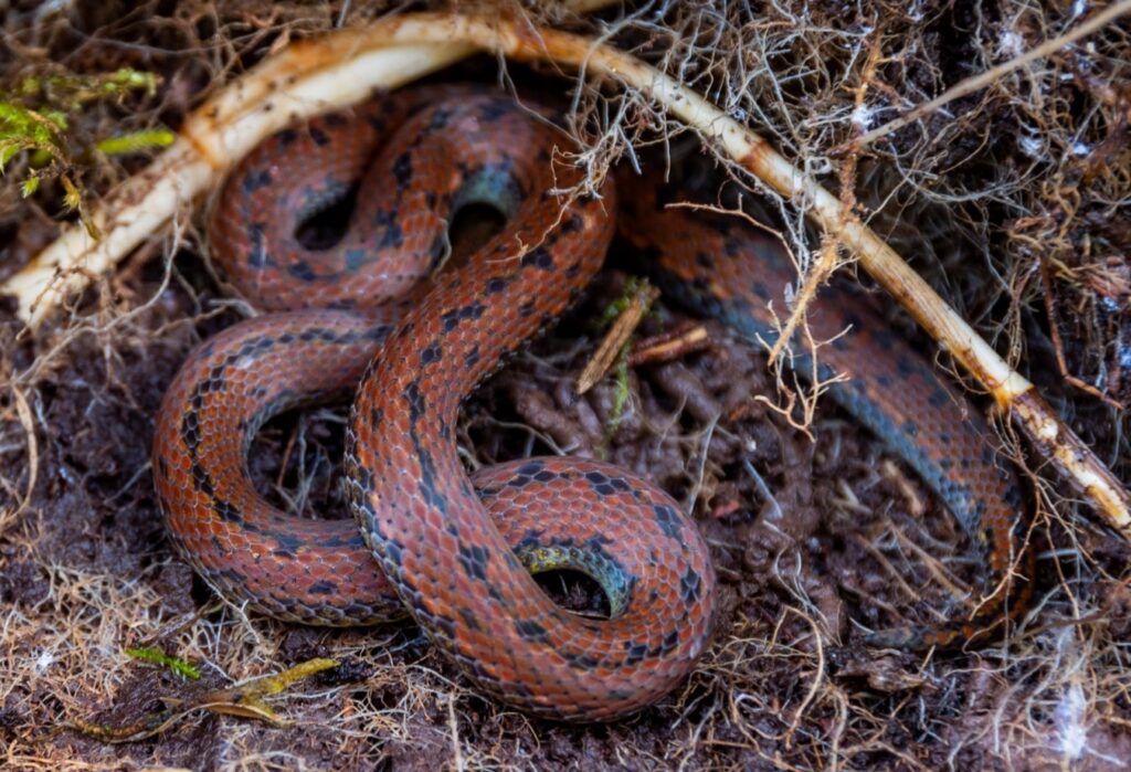 Fotografía de microhábitat de las especies de serpiente del género Atractus. 