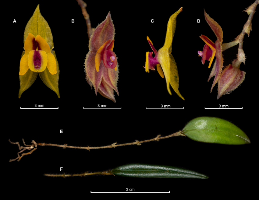 Orquídea Lepanthes garciarovirensis, descubierta en Santander