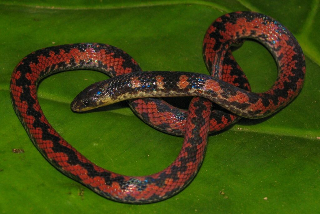 Ejemplar de Atractus wagleri de San Vicente de Chucurí, una de las especies estudiadas en este trabajo.