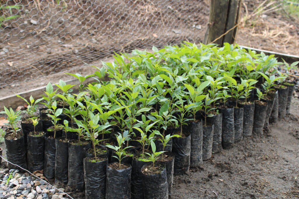 Material vegetal de especies endémicas de la región