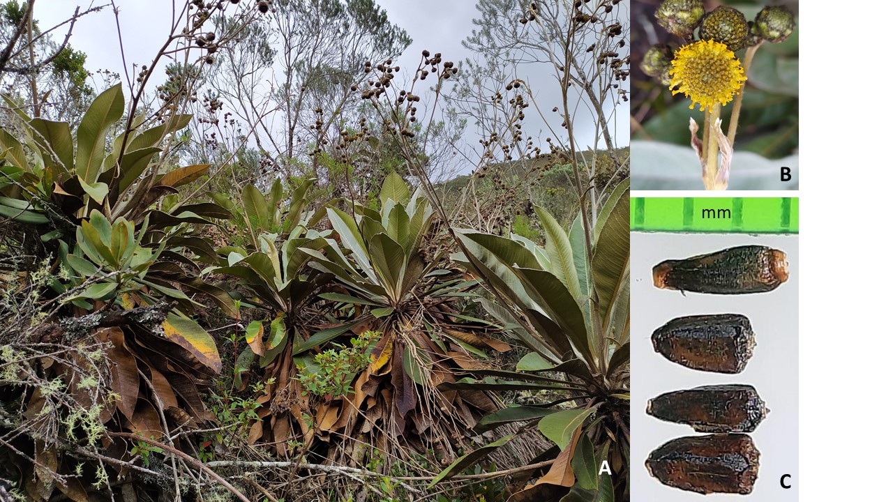 Espeletia llanadaensis, una planta identificada en la Reserva Natural de la Sociedad Civil.