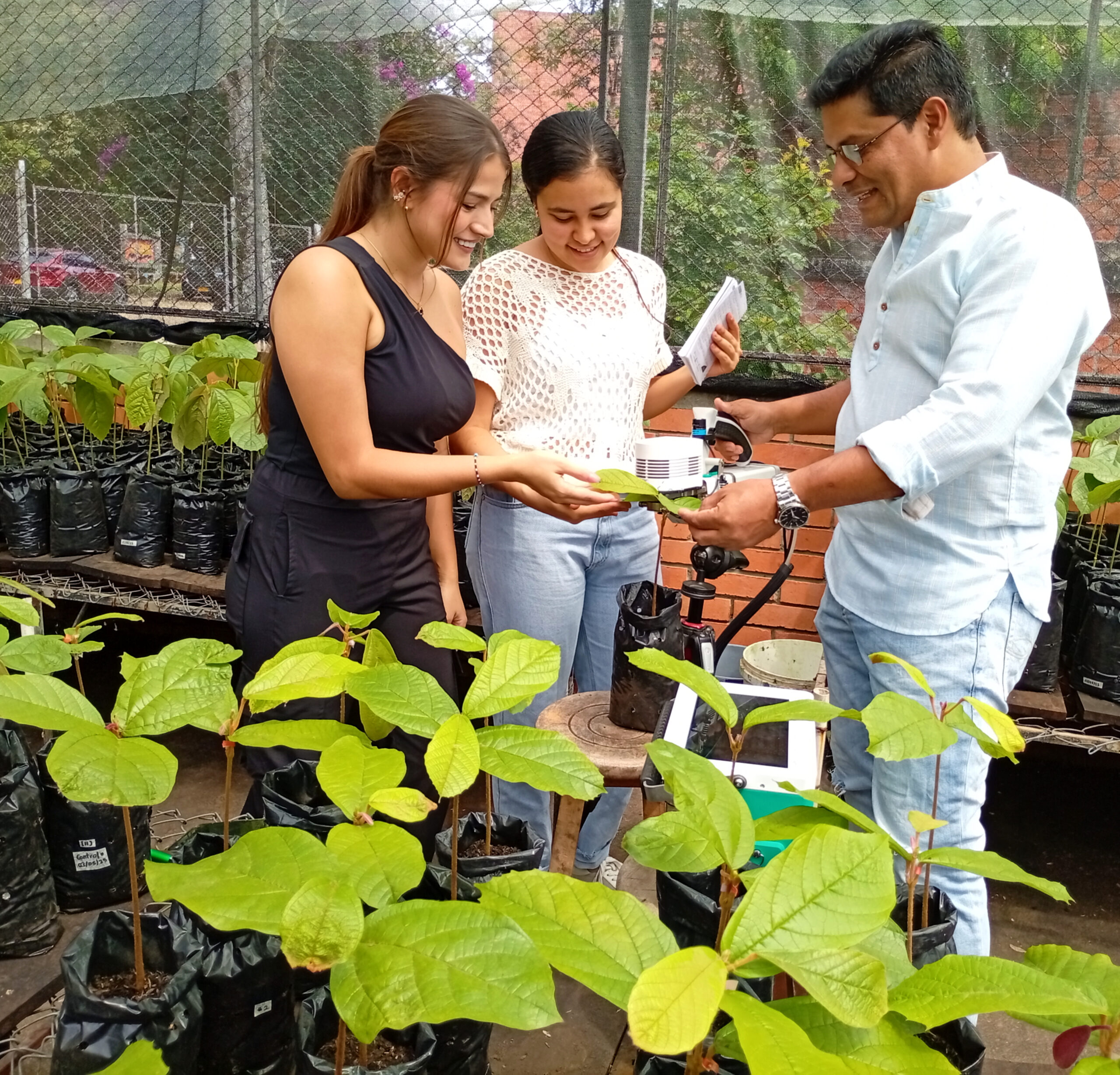 Profesionales UIS realizan investigación para mejorar la eficiencia de cultivos de Copoazú