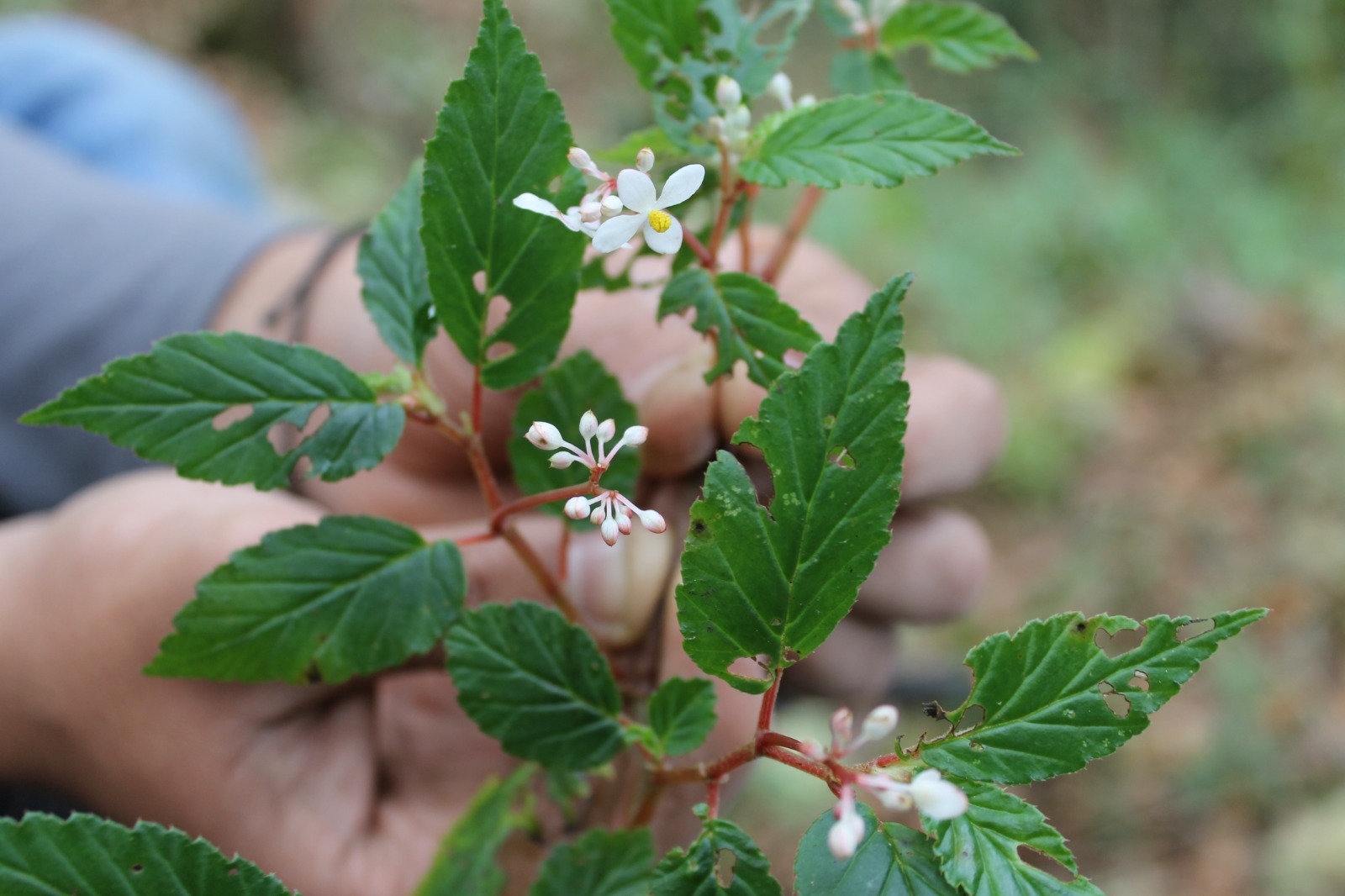 Una nueva especie de planta para la ciencia ha sido registrada en los bosques andinos del nororiente colombiano.