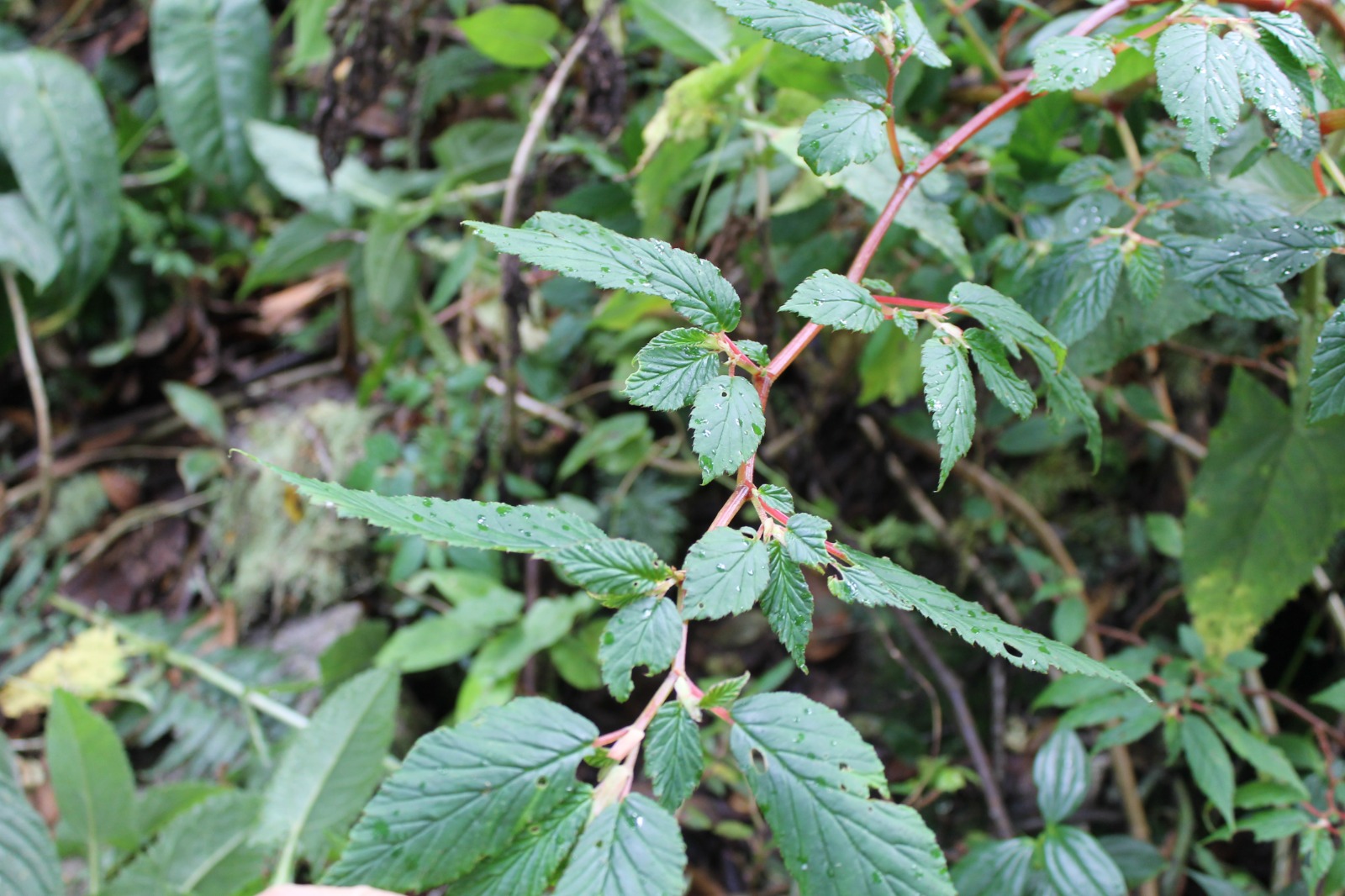 Nueva especie Begonia tesselata identificada en Málaga, Santander.