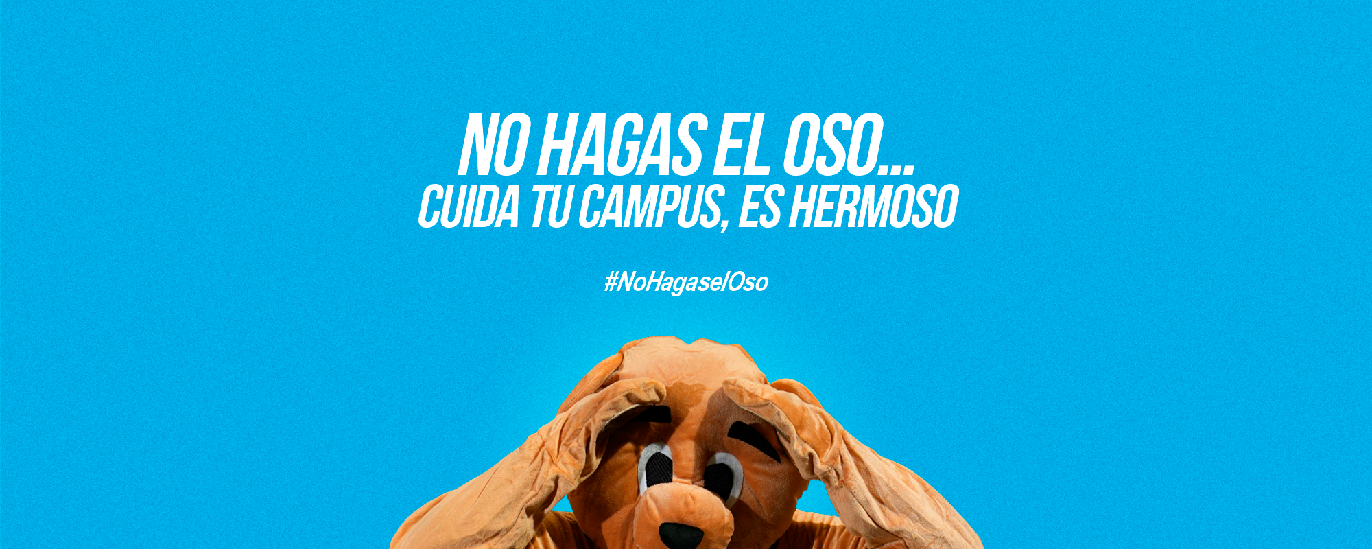 Portada campaña oso