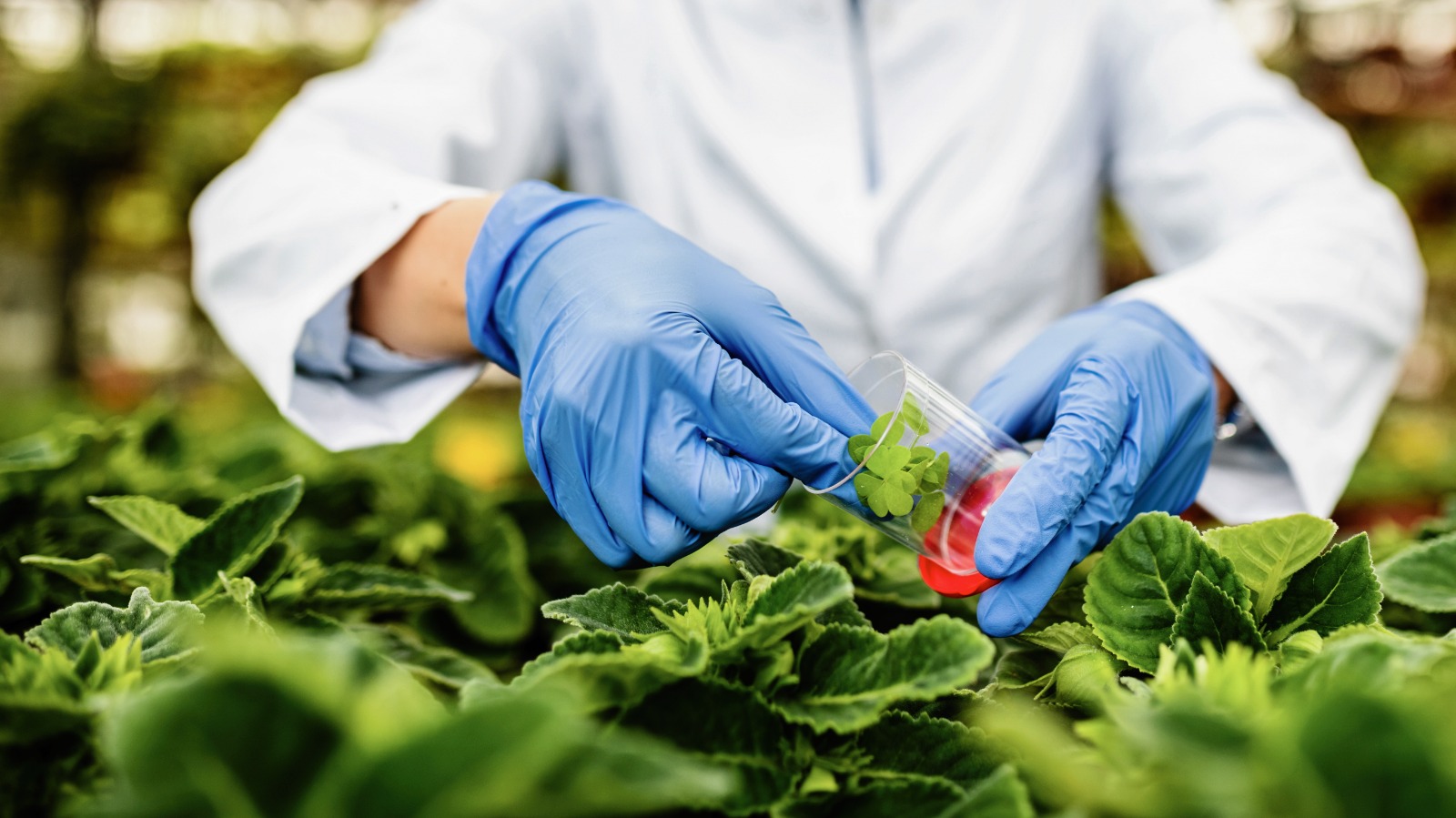 Fotografía relacionada con sostenibilidad y sanidad vegetal