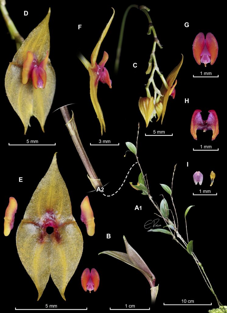 Imagen de la orquídea descubierta