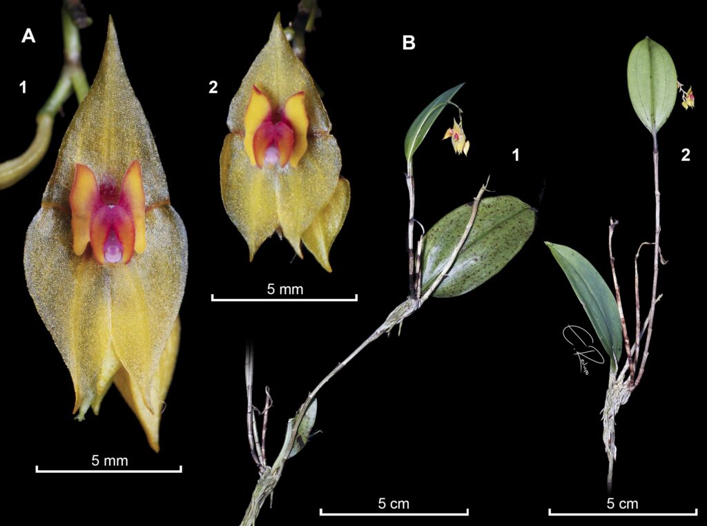 Otra imagen explicativa de la orquídea descubierta.