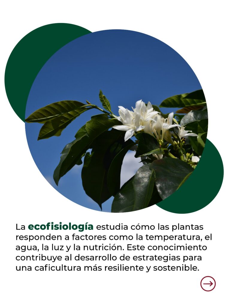 Imagen para el banner 2 del simposio de ecofisiología