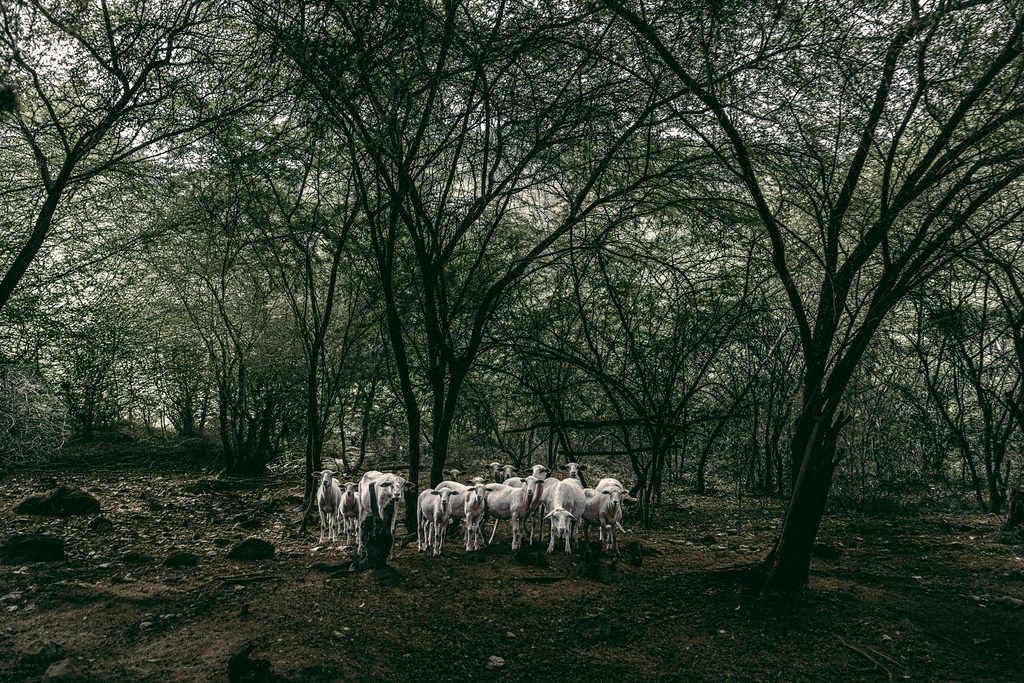 Esta manada de camuros fue buscada durante varios días hasta que se logró poner en evidencia fotográfica