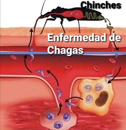 Identificación de la enfermedad de chagas